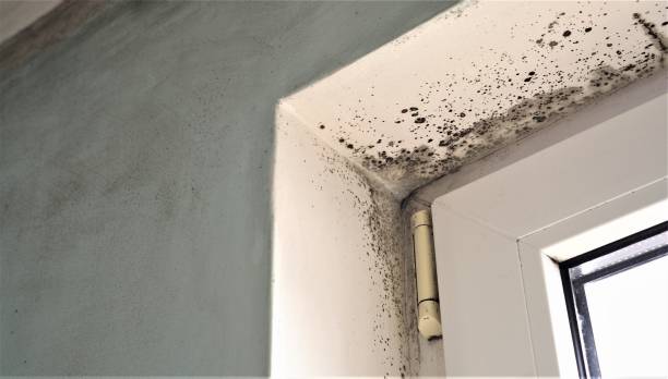 Best Real Estate Mold Inspection  in Jamesburg, NJ