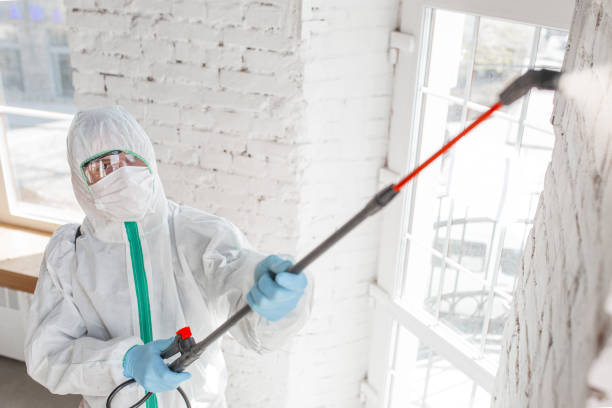 Reliable Jamesburg, NJ Mold Removal Solutions