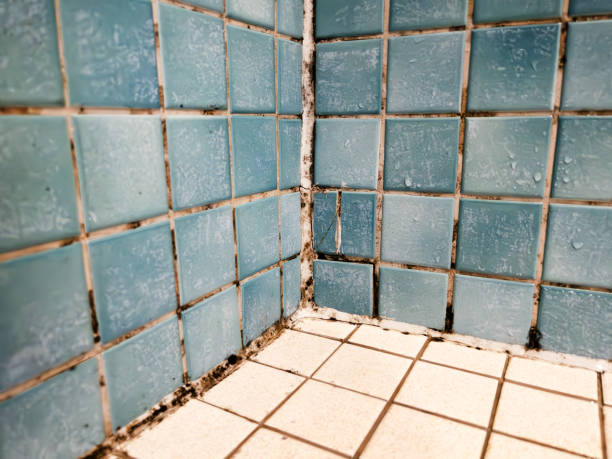 Best Environmental Consulting for Mold Prevention  in Jamesburg, NJ