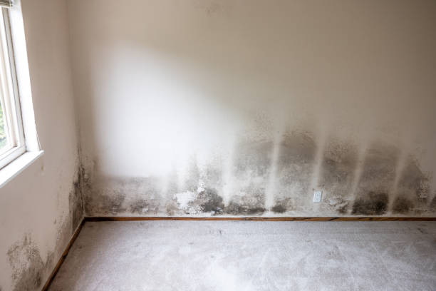 Best Comprehensive Air Testing for Mold Contaminants  in Jamesburg, NJ