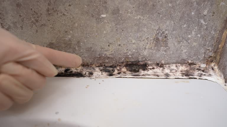 Best Industrial Mold Remediation  in Jamesburg, NJ